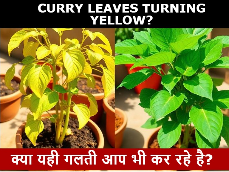 My Curry Leaves Are Turning Yellow – Here’s What I Figured Out with Kadi Patta (And Fixed!)