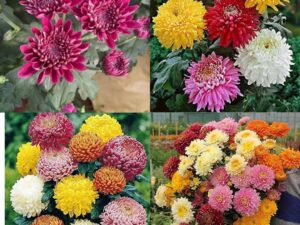 Guldaudi flower plant beez Shevanti mixed all color chrysanthemum hybrid guldaudi seeds pack of 50
