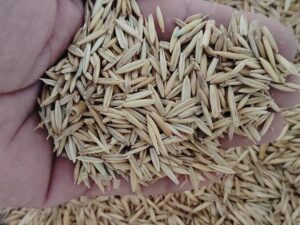 Original Seeds Hybrid Malai Makhan Grass pack of 500g Sustainable Animal Feed Hybrid Grass Variety Fast Growing High Yield Nutritious Crop Ideal for Eco Friendly Dairy Farm Cultivation