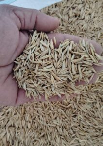 Original Seeds Hybrid Malai Makhan Grass pack of 500g Premium Green Fodder Grass Long Duration Crop Enriched in Nutrients Supports Healthy Milk Yield and Strong Livestock Development