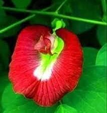 Red aparajita flower seeds,High germination (10 seeds)