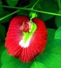 Red aparajita flower seeds,High germination (10 seeds)