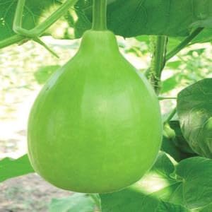 High Yield Organic Seeds – LAW/LOWKI Round Bottle Gourd Lauki/Lau/Clabash seeds – PACK OF 30