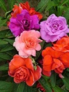 Green World BALASAM TOM THUMB MIXED FLOWER SEEDS FOR KITCHEN GARDENING (10 seeds)