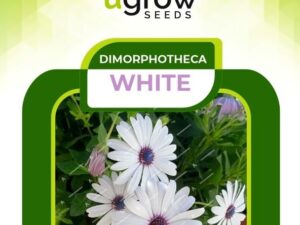 JD AGRO Flower Seeds : Dimorphotheca White Seeds Early Variety Garden [home Garden Seeds Eco Pack] Plant Seeds (40 Seeds)