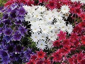 Green World PHLOX TWINKLE STAR MIXED FLOWER SEEDS FOR KITCHEN GARDENINIG (150 seeds)