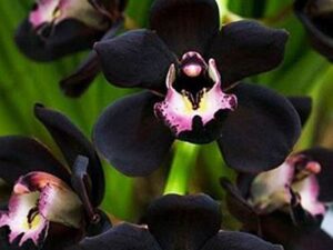 Futaba Boat Orchid Flower Seeds-Black-40PCS
