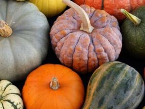 Garden® Imported Pumpkin Vegetables Seeds For Gardening | Pack 30 to 40 Seeds (Multicolor)