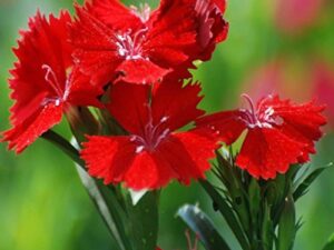 OhhSome Flower Seeds : Dianthus-F2 Dwarf Mix Flower Seeds Growing Seeds For Indian Climate Garden [Home Garden Seeds Eco Packet Plant Seeds – Eco”
