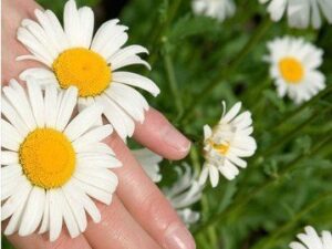 OhhSome Flower Seeds : Chandramukhi White Flower Seeds Packets Suitable For Terrace Gardening Grow Bag Garden [Home Garden Seeds Eco Pack Plant Seeds – Eco”