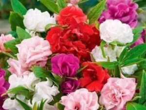 Balsam flower seeds double petal – Mixed colour double balsam flower – Pack of 117