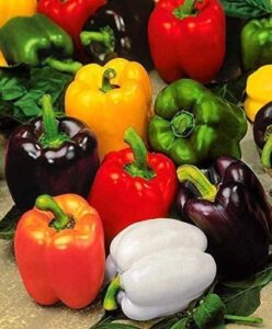 Devender Farm Mixed Bell Pepper Seeds, 30-40 Seeds, Multi-Coloured Capsicum for Home Gardening