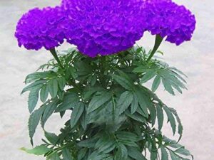 VIBEX-™ LXI-62-Blue Marigold Rare Marigold Flower Seeds