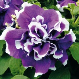 Petunia Double Imported Flower Seeds for Home and Gardening Pack 50 to 60 seeds (DARK PURPLE SHADE)