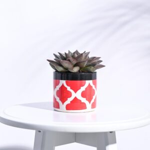 UGAOO Pipe Rose Red Ceramic Pot – Diameter 3.2 Inch | Ceramic Flower Pot for Indoor Outdoor Plants | Table Top Planter for Home, Office, Balcony, Patio Decor