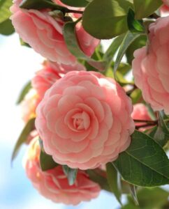Garden® Imported Camellia Rose Flower Seeds For Gardening | Pack Of 30 Seeds (Peach)