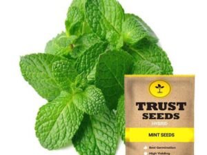 TrustBasket Premium Vegetable Mint Seeds (Hybrid) | Sow and Grow Fresh Healthy Seed in Your Garden Perfect for Home & Terrace Gardening High Germination Seeds
