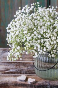 Gebdinsh Garden® Gypsophila Winter Flower Seeds For Home Gardening | Pack Of 30 to 40 Seeds
