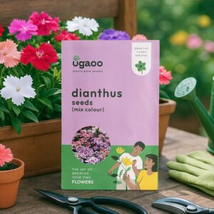 UGAOO Dianthus Flower Seeds (Multicolor, Pack of 100)
