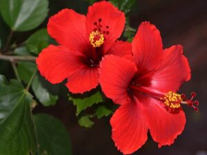 Flora Seeds Gudhal(Hibiscus) Flower Seeds (1 Packet of 50 Seeds) | Gudhal(Hibiscus) Mixed Color Flower Seeds | Gudhal(Hibiscus) Hybrid Flower Seeds For Home Decor & Grow in Garden & Terrace