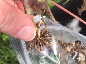 Cosmos Mix flower seeds Summer Flower (High Germination Rate) – Cosmos Flower Seeds All Colours Summer verity for Garden Pack of 36