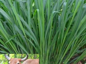 Malai Makhan Hybrid Green Grass Seeds for Dairy Cattle Goat Animal Feed Pack of 400g