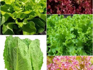 Green leafy vegetables seeds for summer home gardening High Germination (1000 seeds)