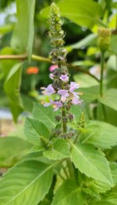 Tulsi Seeds for Planting Holy Basil Seeds for Home Garden High Germination Rate, Non-, Heirloom SeedSs Grow Fresh Tulsi for Pooja, Tea, Ayurvedic Medicine 100 PCS