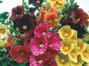 Livox Hollyhock Flower seeds for Terrace Balcony Gardening Garden Plant Flower Seed Multicolor (30 per packet, Multicolor)