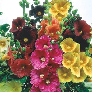 Livox Hollyhock Flower seeds for Terrace Balcony Gardening Garden Plant Flower Seed Multicolor (30 per packet, Multicolor)