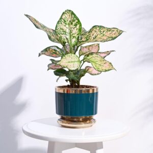 UGAOO Aurelius Round Ceramic Pot |Indoor Ceramic Planter for Home, Office, Garden, Balcony – Dark Teal (5 Inch)