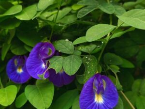 Aparajita Double Petals Butterfly Hybrid Pea Flower Seeds, Multicolour, (Pack of 30 Seeds) Planting Homegarden A9