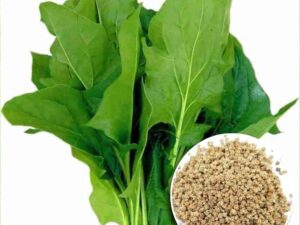 Green Spinach Seeds for Backyard Home Garden, Palak Beej for Seasonal Crop, Pack of 5000