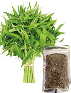 Kalmi saag seeds Pack of 100 seeds Green