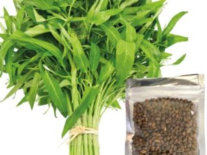 Kalmi saag seeds Pack of 100 seeds Green