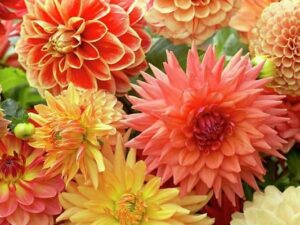 Garden® Imported Draft Dahlia Mix Color Flower Seeds For Gardening | Pack Of 50 to 60 Seeds