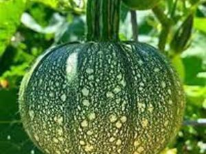 GREEN AGROFARM Generic Japanese Kabocha Squash Seeds, Dark Green Mottled Winter Pumpkin, 35 Count, Natural Climbing Vine for Outdoor Garden, 85-95 Days Maturity pack of 35