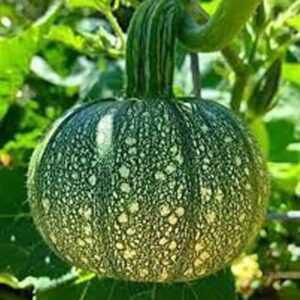 GREEN AGROFARM Generic Japanese Kabocha Squash Seeds, Dark Green Mottled Winter Pumpkin, 35 Count, Natural Climbing Vine for Outdoor Garden, 85-95 Days Maturity pack of 35