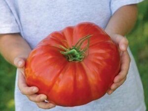 VibeX Big Tomato Seeds Garden Yard Farm -250 Seeds