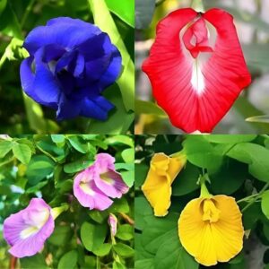 (Pack of 50 Seeds) Aparajita multicolor Pack Blue, Pink, White Double & Single Petals Aprajita Shankhpushpi Hybrid Butterfly Pea Seeds Medicinal Flower Plant Creeper For outdoor Garden (Mixed Color)