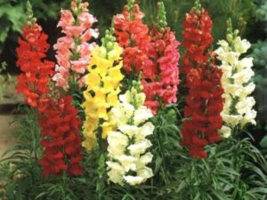 Snapdragon seeds || 50 seeds