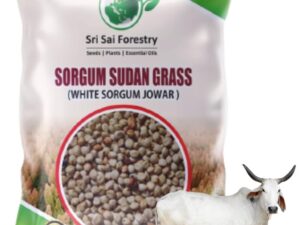 Sorghum Sudan Multi Cut Grass for Cattle | Fast Growing Hybrid Grass Seed (250G)