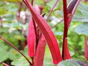 Red okra seeds hybrid, Hybrid seeds for red okra (40 seeds)