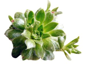 Futaba Aeonium Arboreum Flower Seeds-Green-50 Pcs