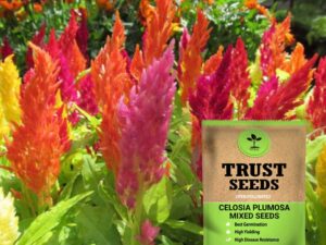 TrustBasket Premium Flower Celosia Plumosa Mixed Seeds (Open pollinated) | Sow and Grow Fresh Healthy Seed in Your Garden Perfect for Home & Terrace Gardening High Germination Seeds