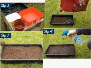 VibeX WHITE YARROW-250 Seeds