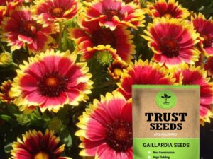TrustBasket Open Pollinated Gaillardia seeds