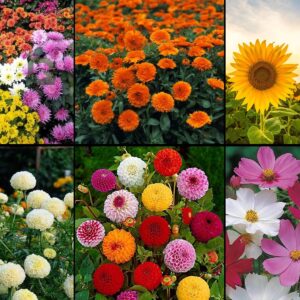 Mixed Flower Seed Combo — Chrysanthemum, Calendula, Sunflower, Double White Marigold, Zinnia (4 colours), Cosmos Sensation — Easy Grow Seeds for Terrace, Balcony & Garden