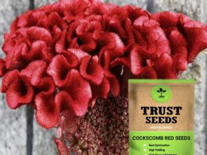 TrustBasket Premium Flower Cockscomb Red Seeds (Open pollinated) | Sow and Grow Fresh Healthy Seed in Your Garden Perfect for Home & Terrace Gardening High Germination Seeds