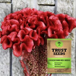 TrustBasket Premium Flower Cockscomb Red Seeds (Open pollinated) | Sow and Grow Fresh Healthy Seed in Your Garden Perfect for Home & Terrace Gardening High Germination Seeds